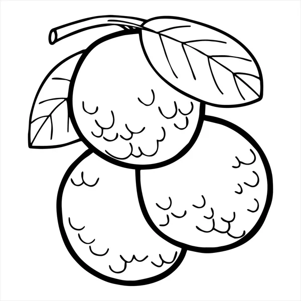 Ilustración de frutos de litchi aislados sobre el fondo blanco en vector — Archivo Imágenes Vectoriales