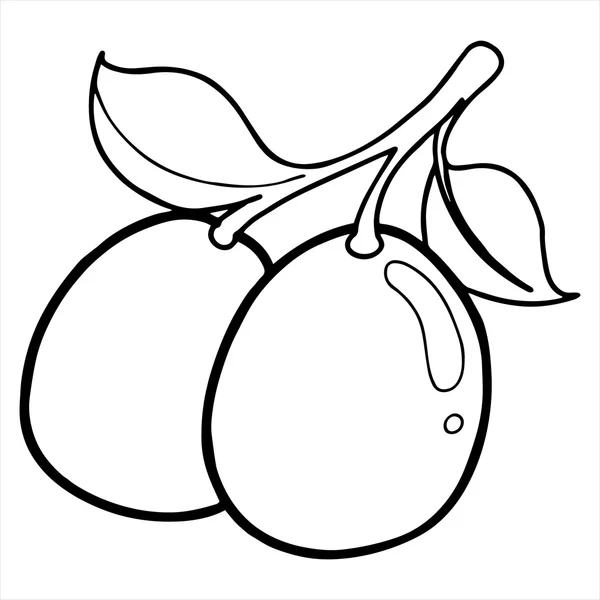 Ilustração de frutos Loquat isolados no fundo branco no vetor — Vetor de Stock