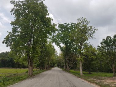 Eski banyan ağaçlarının kökleri sağlamdır..