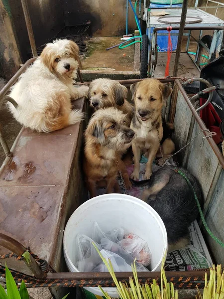 Hondenfamilie Trailer Naast — Stockfoto