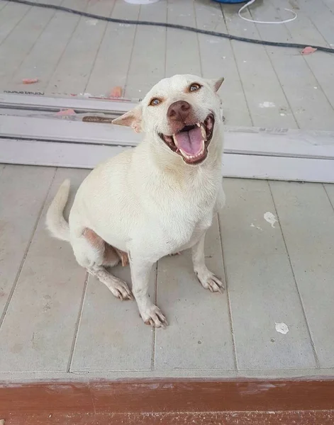 Belo Cão Branco Sorridente Esperando Dono Chegar Casa — Fotografia de Stock