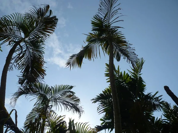 Sombra Del Árbol Luz Del Sol — Foto de Stock