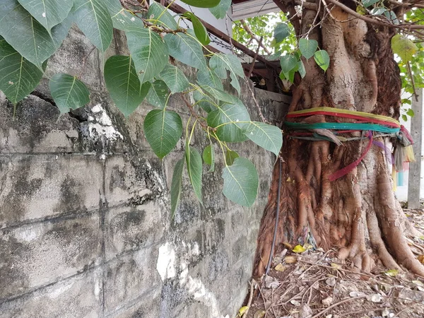 Obří Strom Bodhi Silnými Kořeny Které Mohou Prolomit Zdi — Stock fotografie