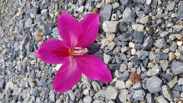 Růžové Chongkho Květiny Šedé Kamenné Podlaze — Stock fotografie