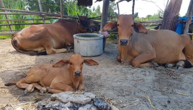 Üç inek ebeveyn-çocuk. Güneşten uzak tarlada bir kulübede otur.
