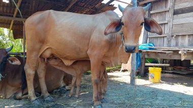 Buzağı ineklerden süt yiyor..