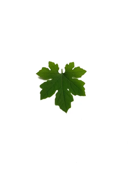 Beyaz Arkaplanda Yeşil Yapraklar — Stok fotoğraf