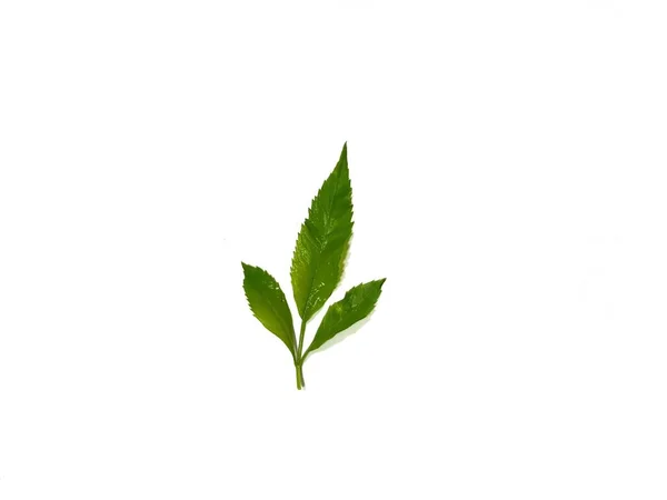 Green Leaves White Background — Stock Photo, Image