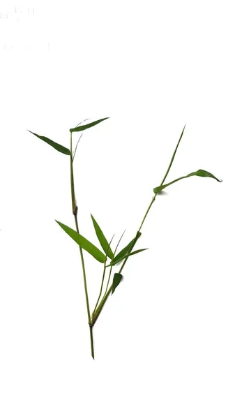 Beyaz Arkaplanda Yeşil Bambu Yaprakları — Stok fotoğraf