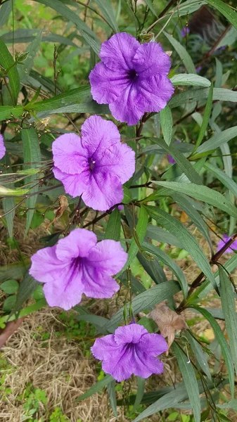 자주색 노출되면 꼬투리로 퍼뜨린다 씨앗들은 산산조각이 — 스톡 사진