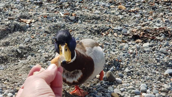 Tärningen Bor Vid Sjön Vacker Natur — Stockfoto