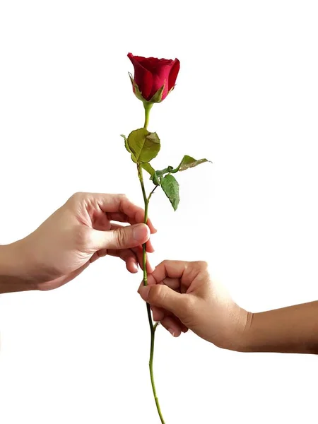 Delivering Rose Flowers Represents Love Gratitude Encouragement Each Other — Stock Photo, Image