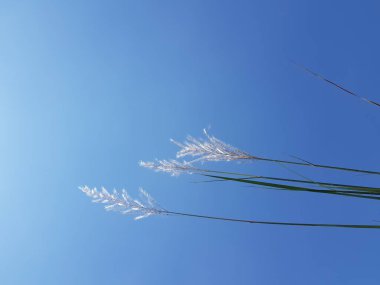 Rüzgarda çimenler esiyor ve açık gökyüzü.