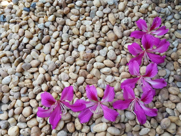 Růžová Chongkho Květina Hnědé Kamenné Podlaze Cítí Jako Přírodní Lázně — Stock fotografie