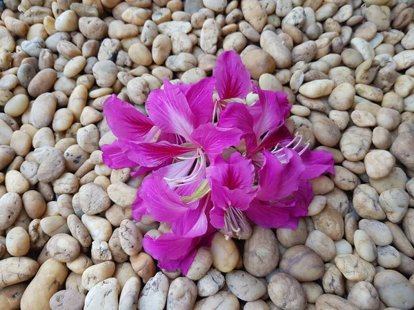 Růžová Chongkho Květina Hnědé Kamenné Podlaze Cítí Jako Přírodní Lázně — Stock fotografie