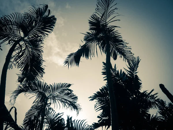 Sombra Del Árbol Luz Del Sol — Foto de Stock