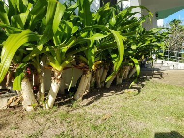 Ağaçlar binanın kenarına doğal görünüş ve güzellik katmak için dikilmiş. Güneşten gelen ısıyı azaltır..