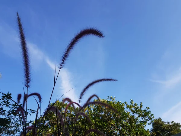 Roze Gras Bloemen Heldere Lucht Frisse Lucht — Stockfoto