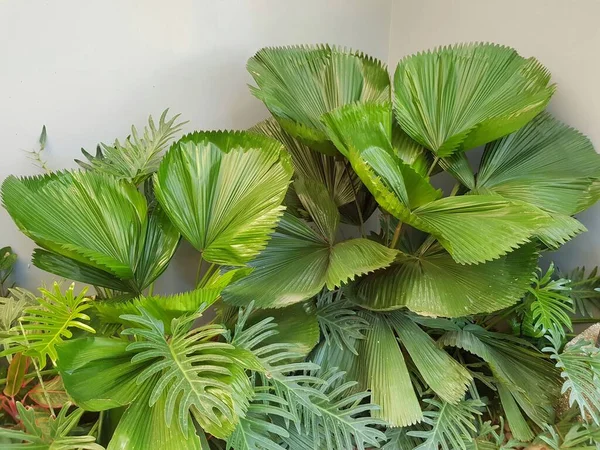 Vanuatu Fan Palm Santrali, güzel bir bahçe köşesi..