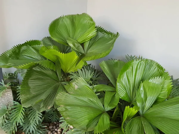 Vanuatu Fan Palm Santrali, güzel bir bahçe köşesi..