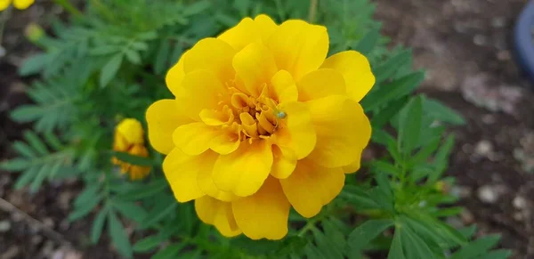 Small Spider Camouflage Harmony Yellow Marigold Flowers — Stock Photo, Image