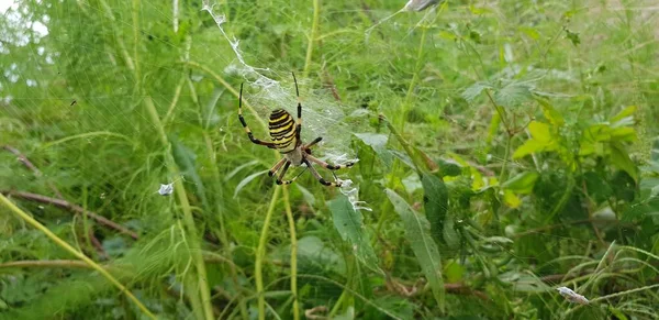 Grande Aranha Amarelo Preto Construindo Ninho Para Capturar Insetos — Fotografia de Stock