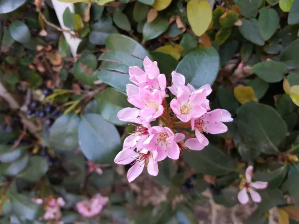 Flores Rosadas Con Forma Prunus Cerasoides Encuentran Largo Las Pasarelas — Foto de Stock