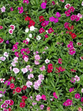 Dianthus parlak pembe renkli kelebek yapraklı bir çiçektir..