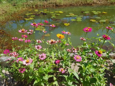 Zinnia çok güzel renkli bir çiçektir. Bahçeyi süslemek için kullanılabilir..