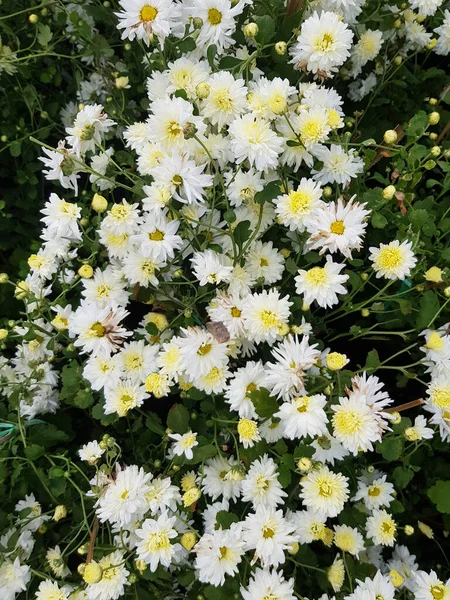 Flores Crisantemo Tienen Flores Blancas Puede Utilizar Para Hacer Hierbas —  Fotos de Stock