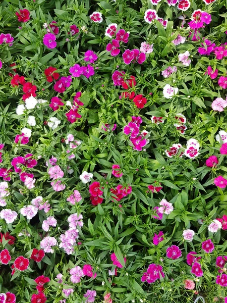 Dianthus Una Flor Con Pétalos Brillantes Como Mariposas Color Rosa — Foto de Stock