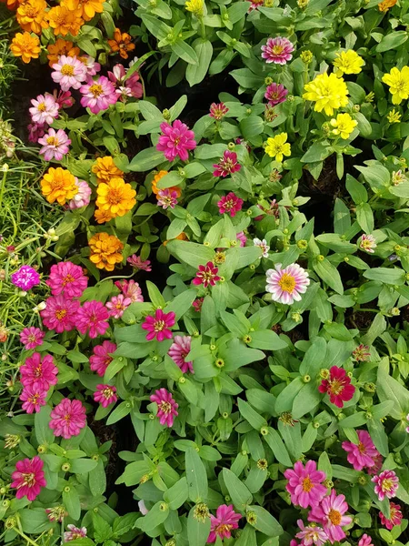 Zinnia Una Hermosa Flor Multicolor Puede Utilizar Para Decorar Jardín — Foto de Stock