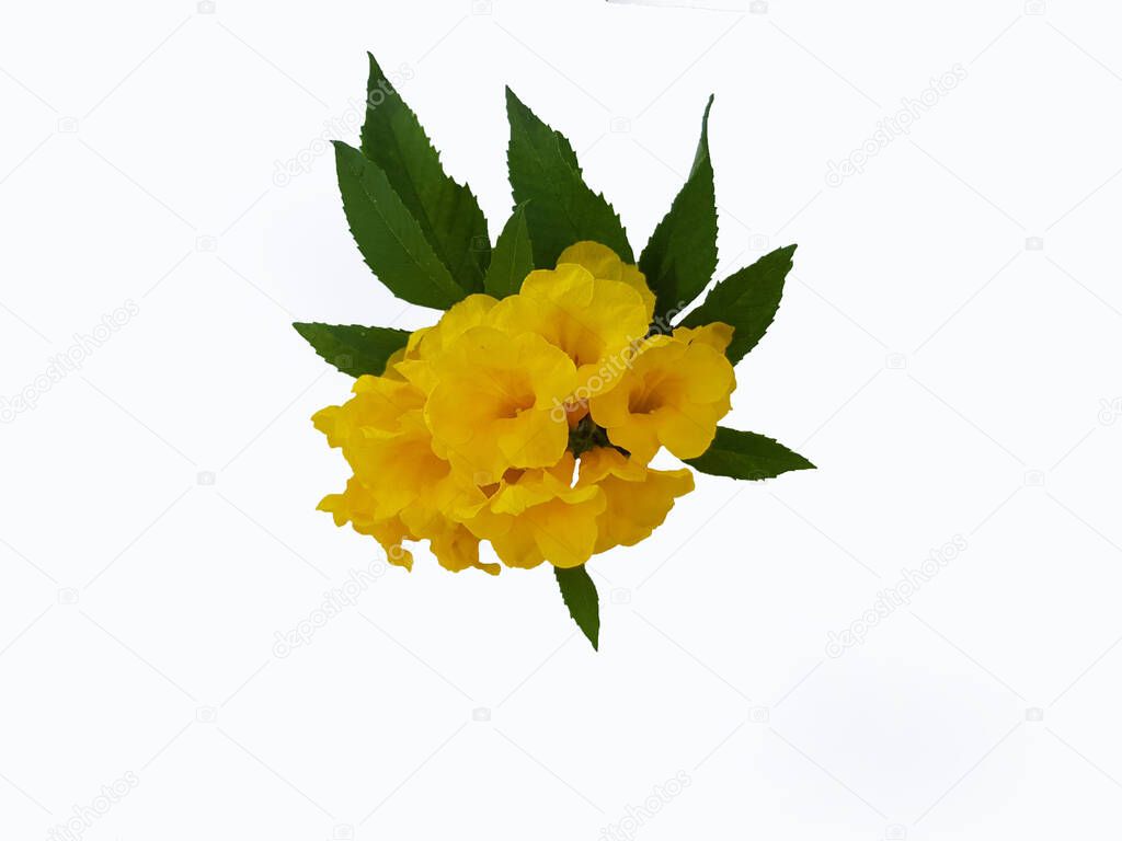 Yellow elder flowers bloom in a bunch bright colors on a white background