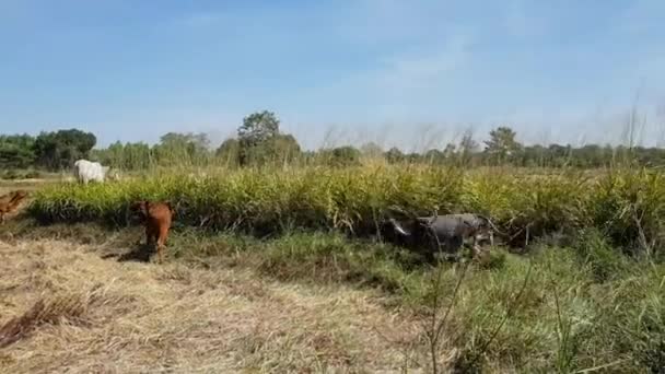 Manadas Vacas Estão Correndo Nos Campos — Vídeo de Stock