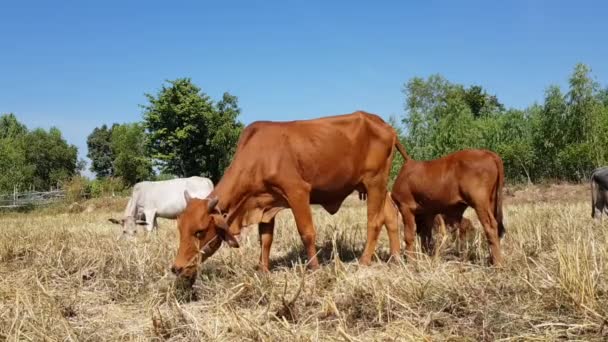 Uma Manada Vacas Comendo Grama Campo — Vídeo de Stock