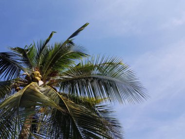 Aşağıdaki ağaçta fotoğraf ve parlak bir gökyüzü.
