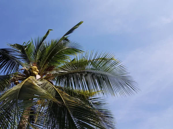 Aşağıdaki ağaçta fotoğraf ve parlak bir gökyüzü.
