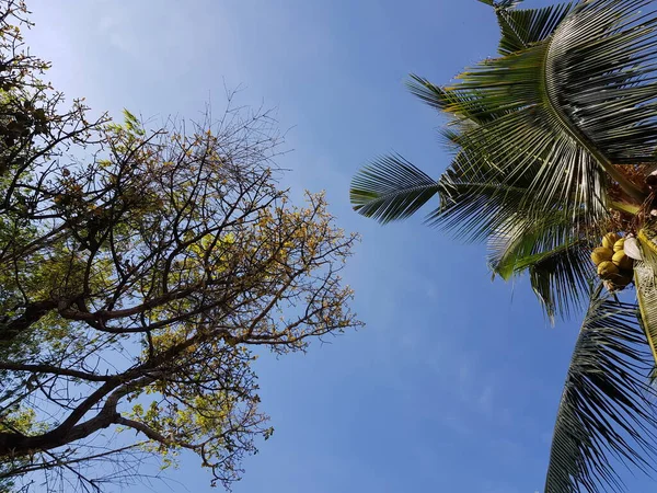 Aşağıdaki ağaçta fotoğraf ve parlak bir gökyüzü.