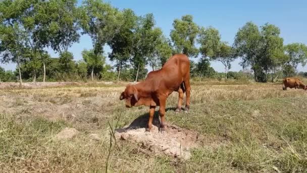 フィールドの中央に茶色の子牛の放牧 — ストック動画