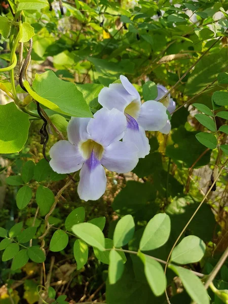 Бенгальский Цветок Трубы Thunbergia Grandiflora Имеет Красивый Пастельно Фиолетовый Цвет — стоковое фото