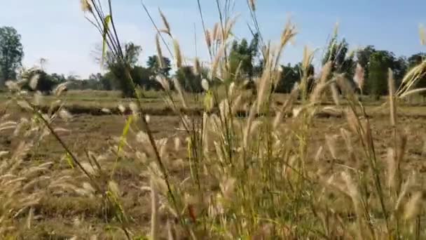 Campo Hierba Balanceaba Con Viento Medio Del Campo — Vídeo de stock