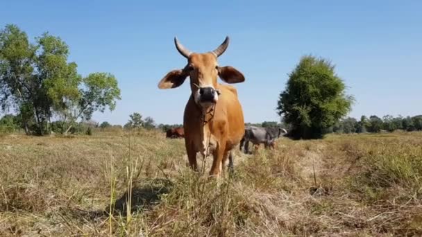 Uma Vaca Marrom Comendo Grama Campo — Vídeo de Stock
