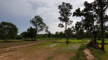 Doğal pirinç tarlalarıyla yasemin pilavı ekme manzarası..