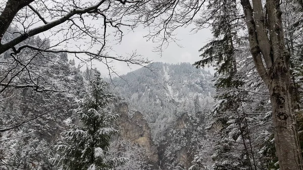 Sněhem Pokryté Stromy Bílé Hory Schloss Neuschwanstein Německo Obrazem Most — Stock fotografie