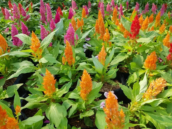 Las Flores Celosia Vienen Muchos Colores Asemejándose Peine Gallo Solía —  Fotos de Stock