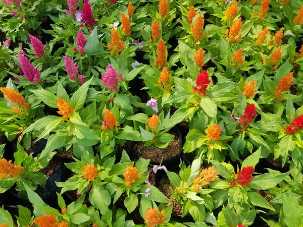 Las Flores Celosia Vienen Muchos Colores Asemejándose Peine Gallo Solía —  Fotos de Stock