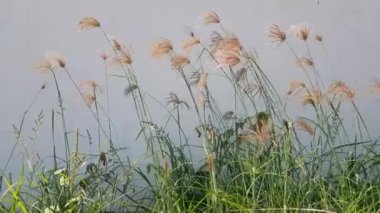 Otlar rüzgârda savruldu tarlada