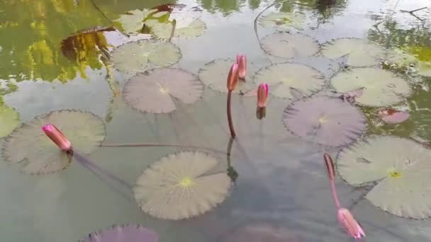 Estanque Con Flores Loto Rosa Natural — Vídeos de Stock