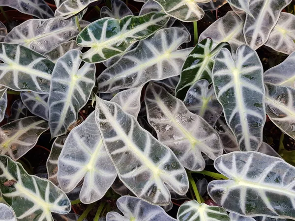 Los Árboles Calathea Tienen Una Amplia Variedad Follaje Como Plantas — Foto de Stock