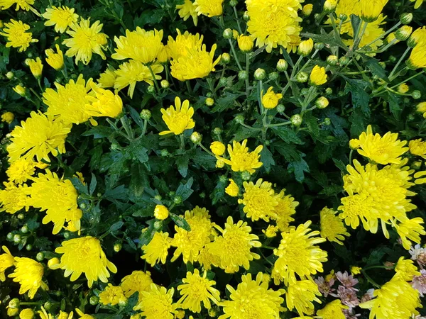 Flores Crisântemo Amarelo Brilhante São Papéis Parede — Fotografia de Stock